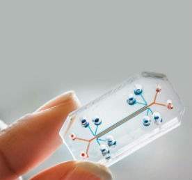 Chip off the old block: organs-on-chips