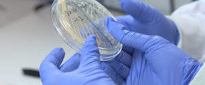 Scientists develop world’s first antimicrobial medical gloves