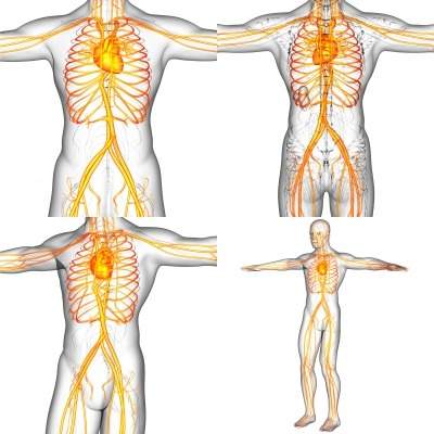 Gore Tigris Vascular Stent shows high patency rates in PAD patients