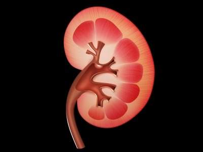 Kidney