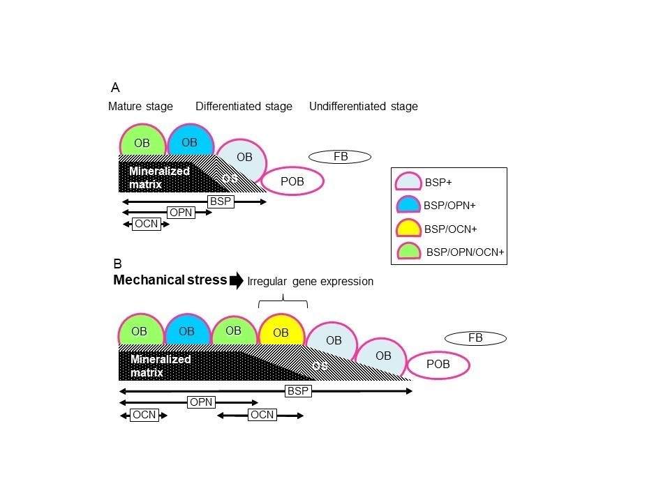 Research says mechanical stress affects normal bone development