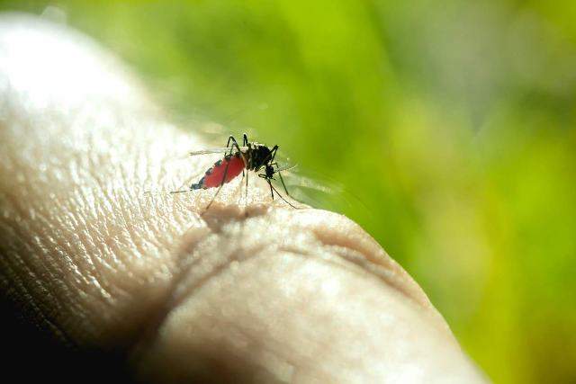World’s first diagnostic saliva test launched for malaria