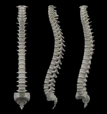 spine