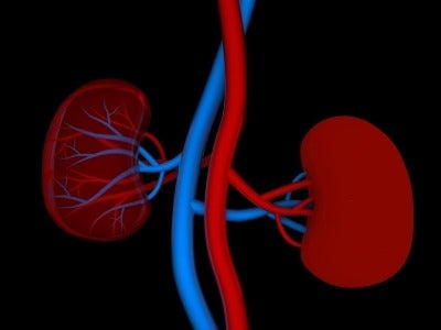 Kidney