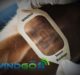 WINDGO granted IoT wearable products patent