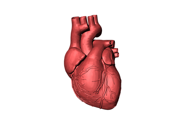 heart-1765298_640(1)
