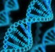 Gene-editing tool TALEN outperforms CRISPR-Cas9 in tightly-packed DNA molecules