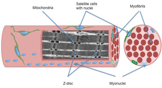 muscle tissue regeneration