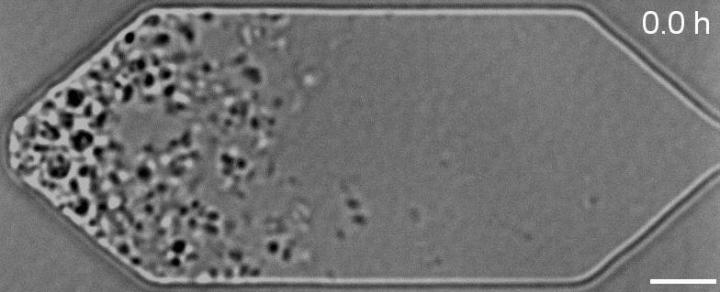 synthetic cell division