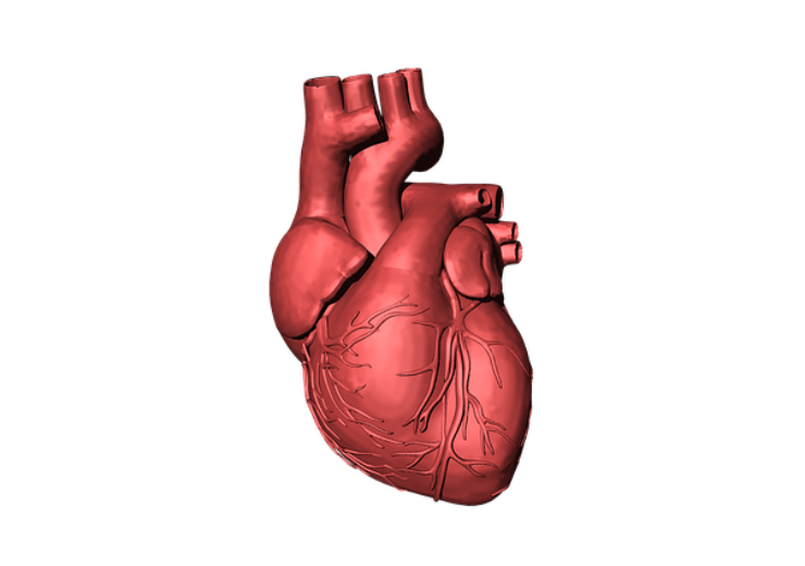 coronary heart