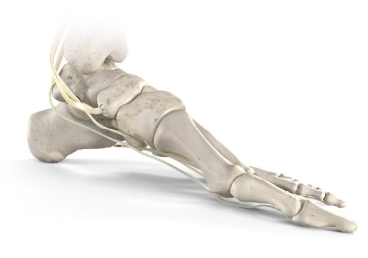 Stryker Launches New Tendon Fixation Device System