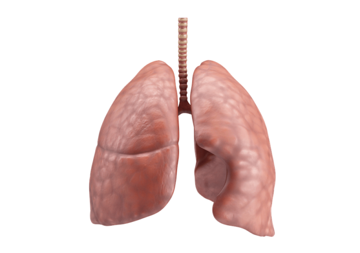 Sirona Medical teams up with RevealDx to improve lung cancer diagnosis