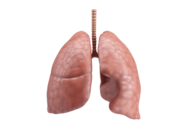 lungs-g5e2877165_640