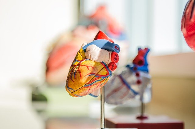 JenaValve is a pioneer in the TAVR field. (Credit: StockSnap from Pixabay.)