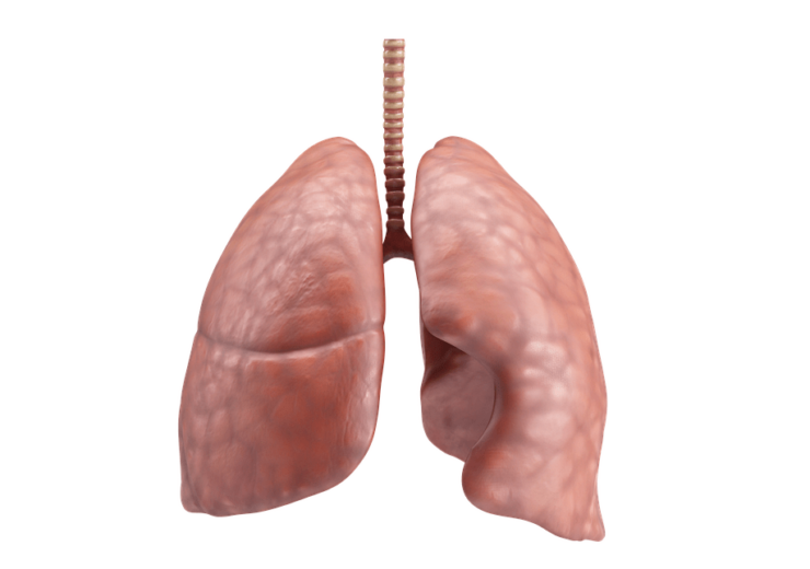 lungs-ga335ffa0f_640