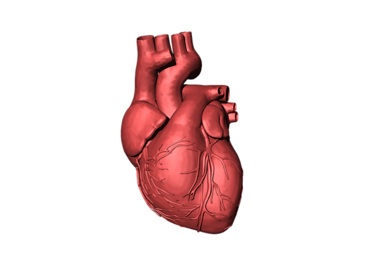 heart-g5a7307df1_640